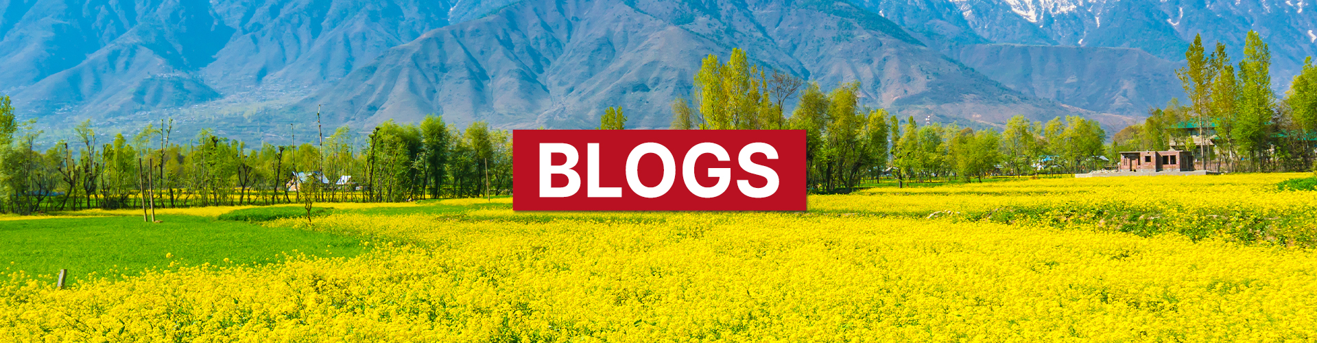 Blogs copy